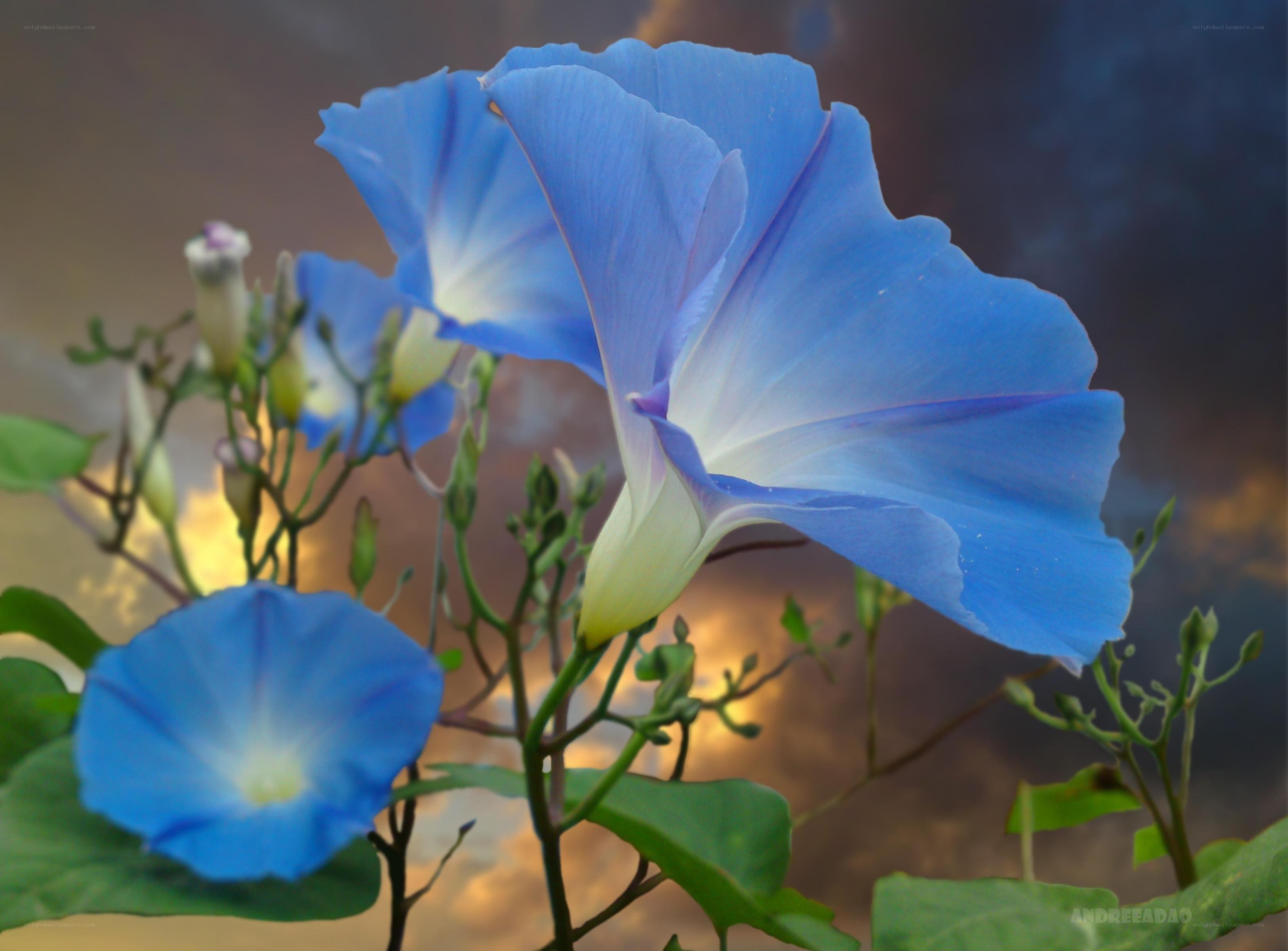 Blue morning glory flowers