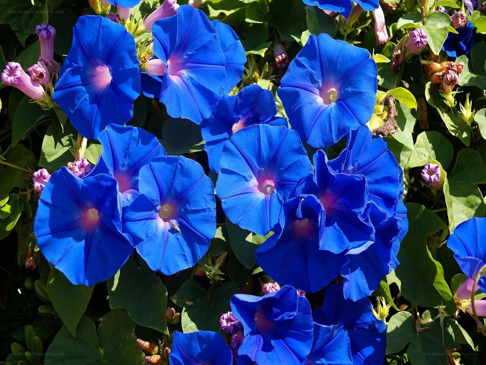 Blue morning glory flowers