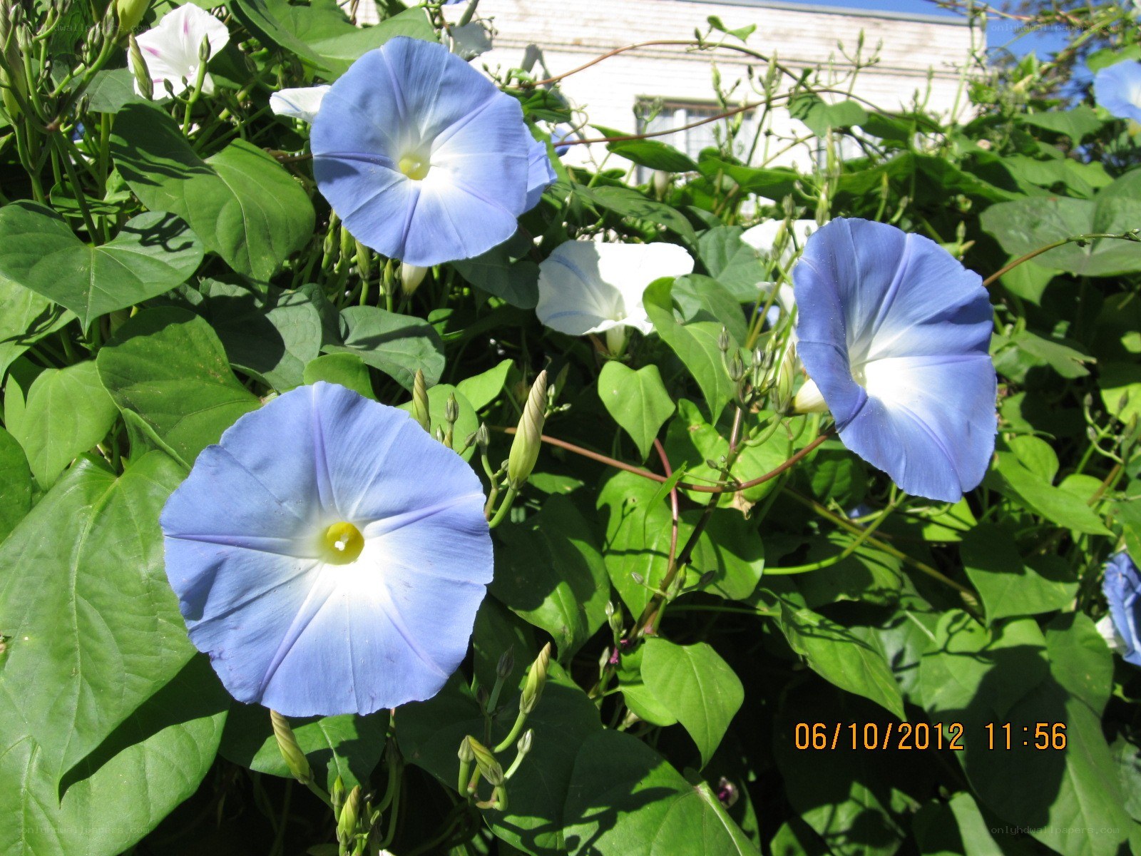 blue morning glory flowers