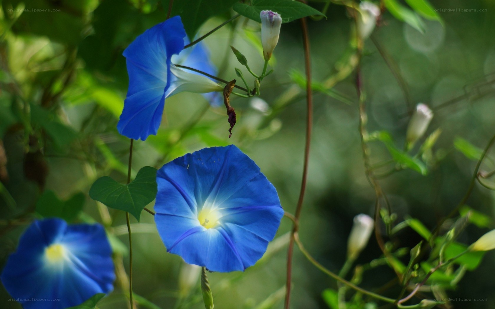 Blue morning glory flowers