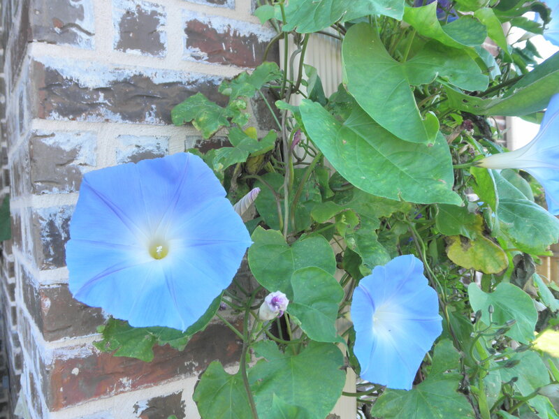 Blue Morning Glory Flowers — Calm, Photograph, Brick Wall