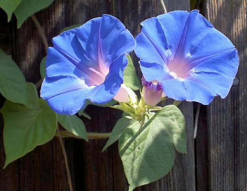Blue Morning Glory Flowers — Calm, Photograph