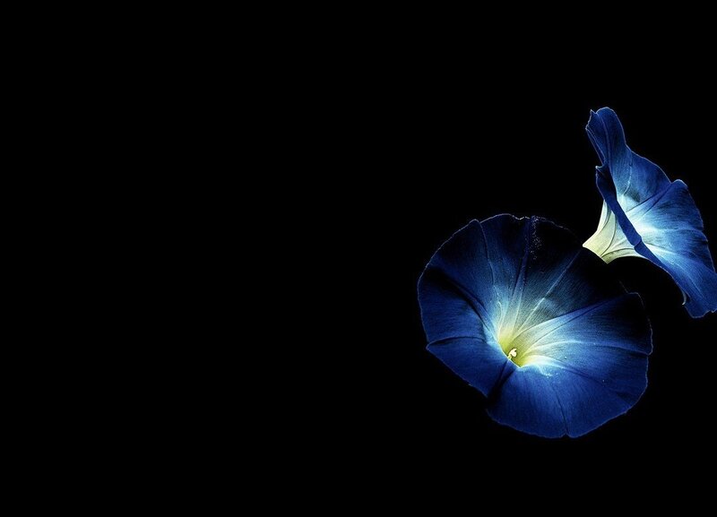 Blue Morning Glory Flowers — Dramatic, Night, Photograph