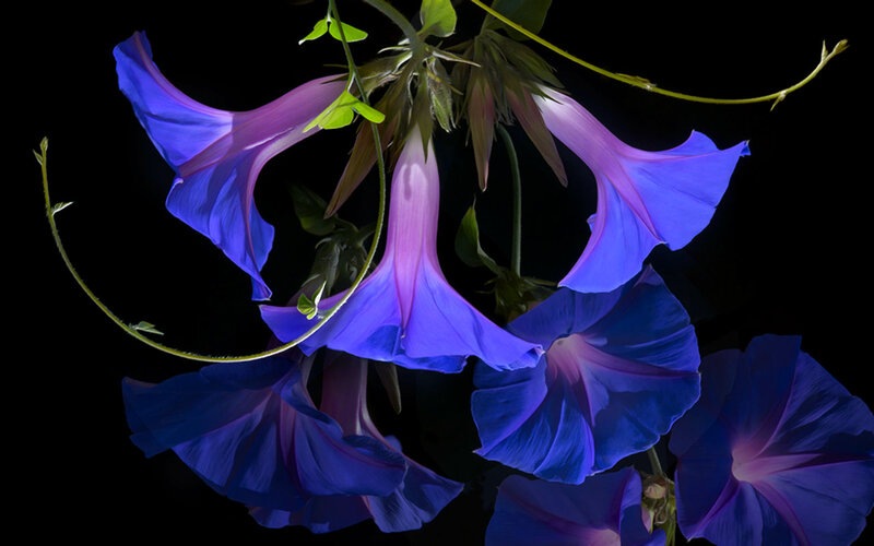 Blue Morning Glory Flowers — Dramatic, Night