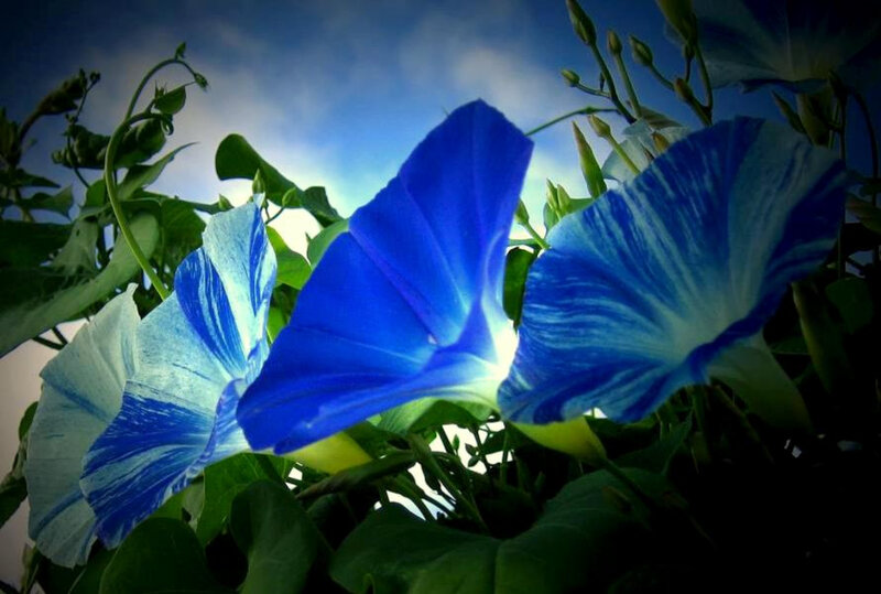 Blue Morning Glory Flowers — Dramatic, Photograph