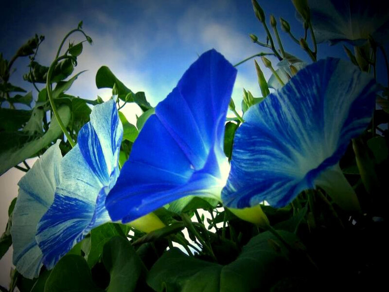 Blue Morning Glory Flowers — Dramatic