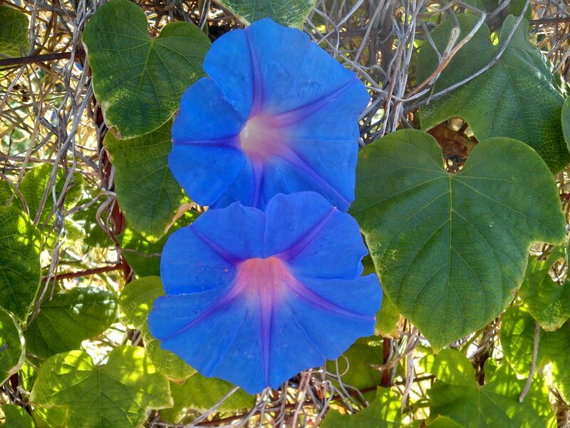 Blue Morning Glory Flowers — Natural