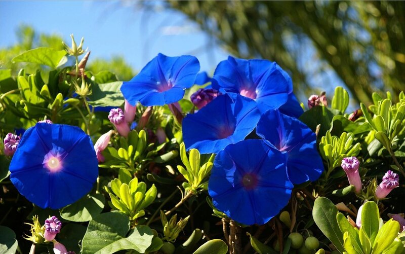 Blue Morning Glory Flowers — Serene, Afternoon, Photograph, Green Leaves