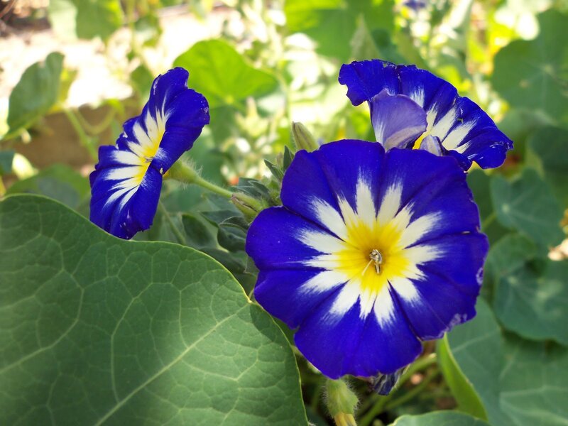 Blue Morning Glory Flowers — Serene, Afternoon