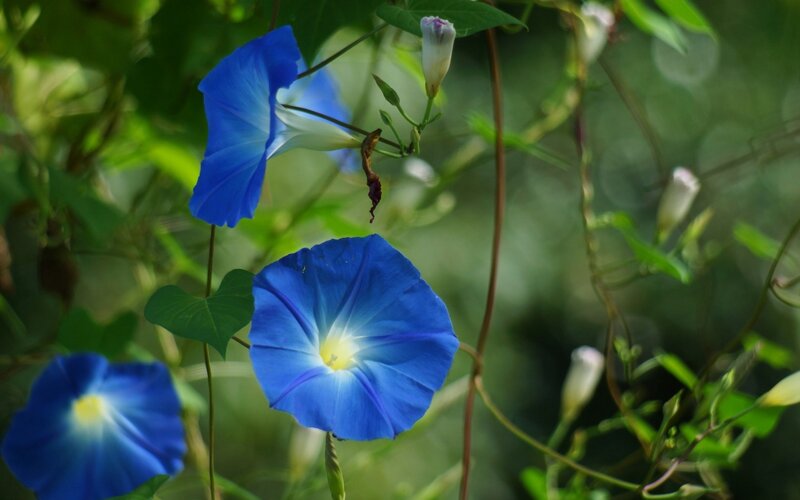 Blue Morning Glory Flowers — Serene, Photograph, Leaves, Buds