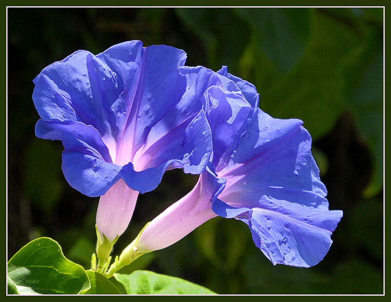 Blue Morning Glory Flowers — Serene, Photograph, Leaves, Petals