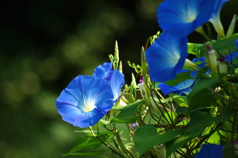 Blue Morning Glory Flowers — Serene, Photograph