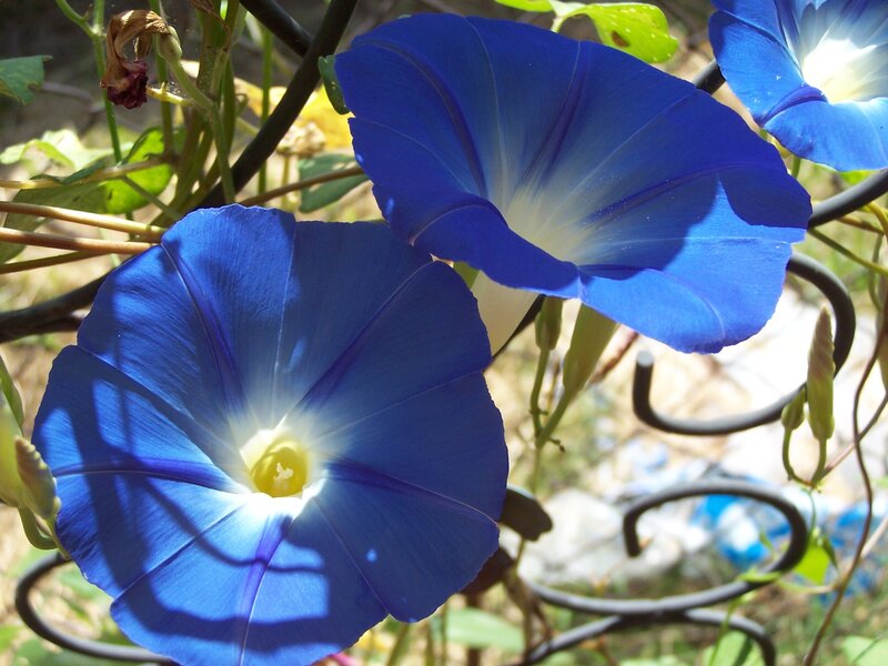 Blue Morning Glory Flowers — Serene