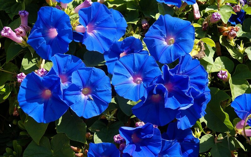 Blue Morning Glory Flowers — Vibrant, Afternoon