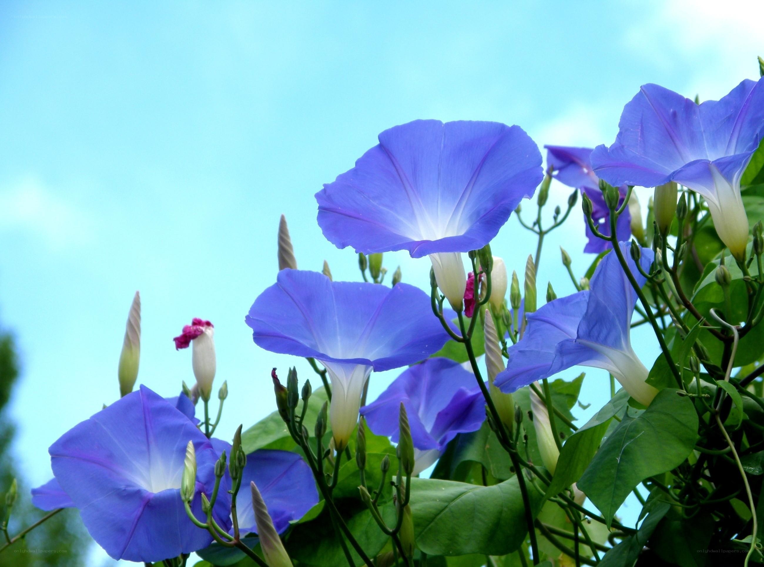 Blue morning glory flowers