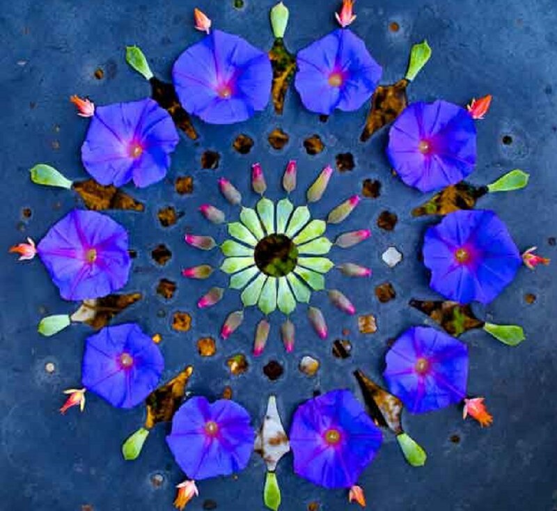 Blue Morning Glory Mandala