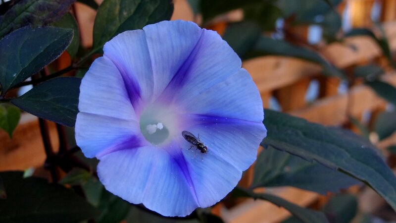 blue morning glory with fly