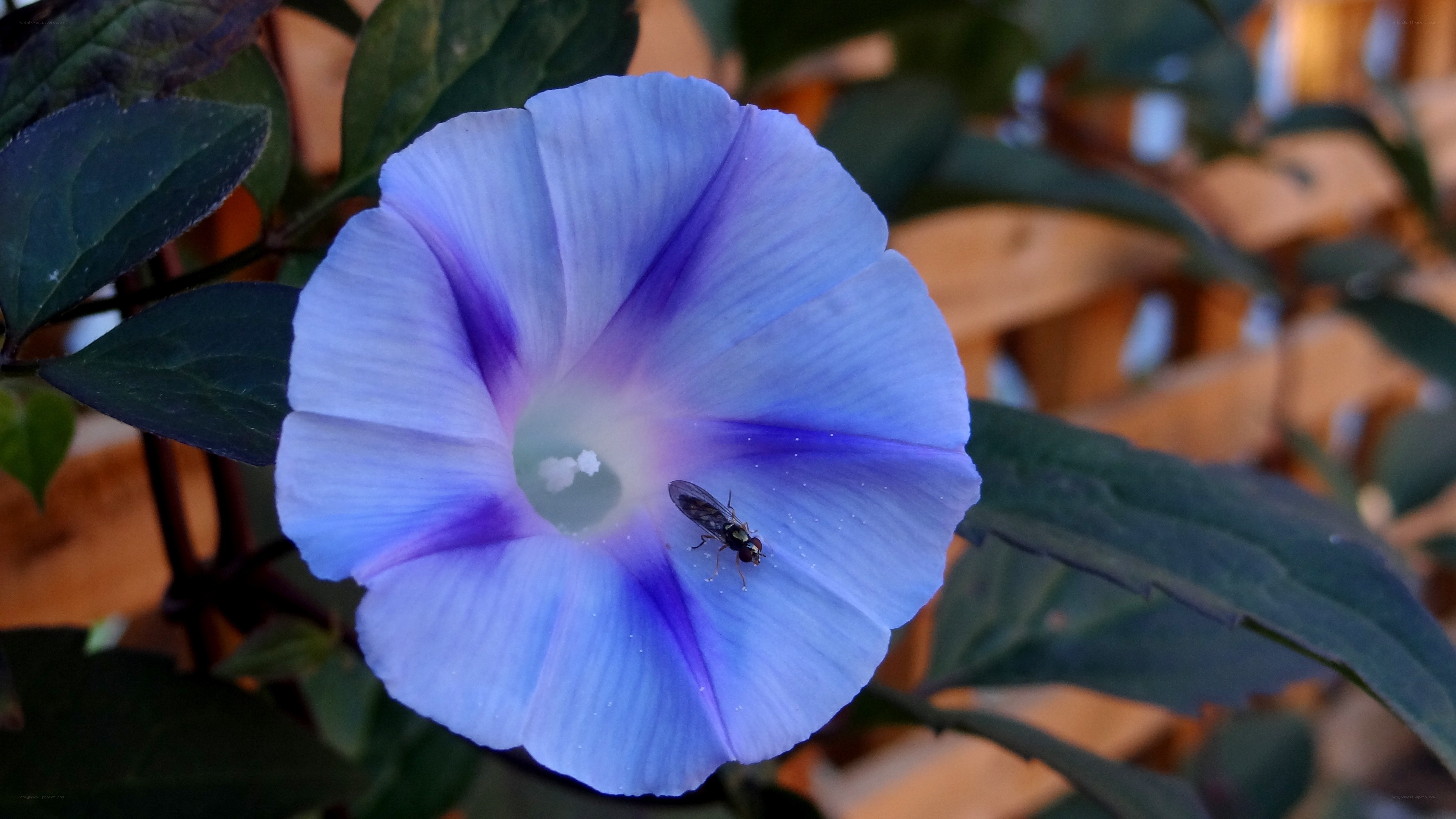 blue morning glory with fly