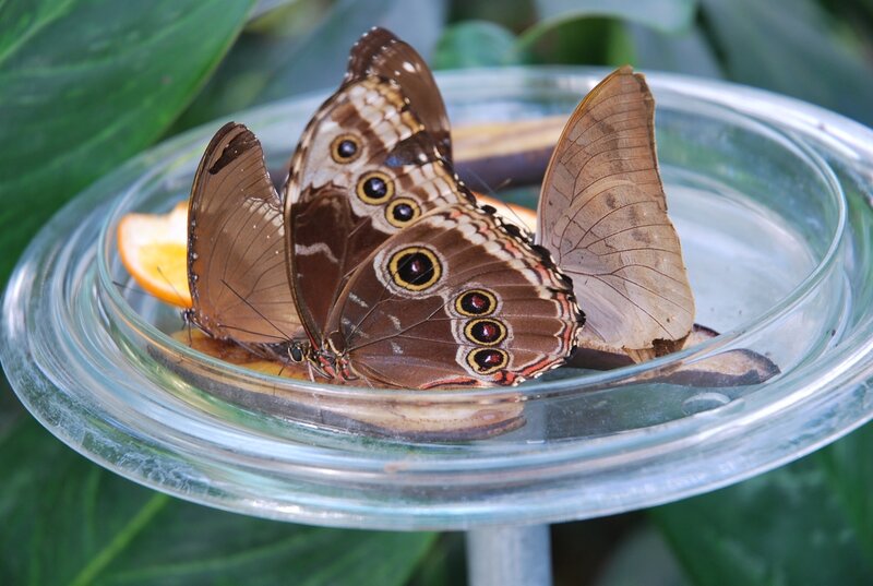Blue Morpho Butterflies — Brown
