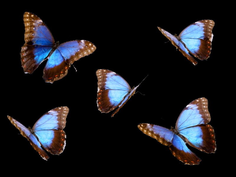 Blue Morpho Butterflies — Serene