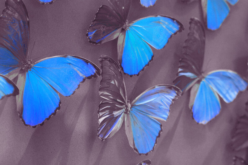 Blue Morpho Butterflies