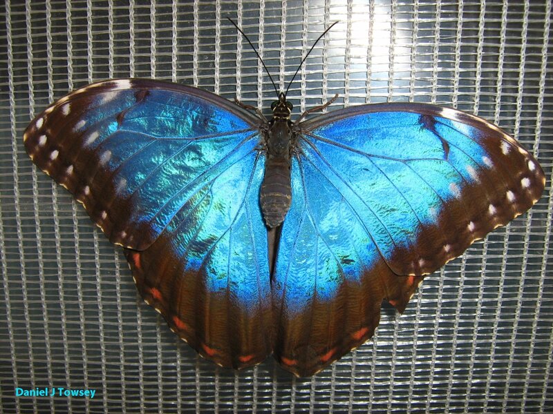 blue morpho butterfly