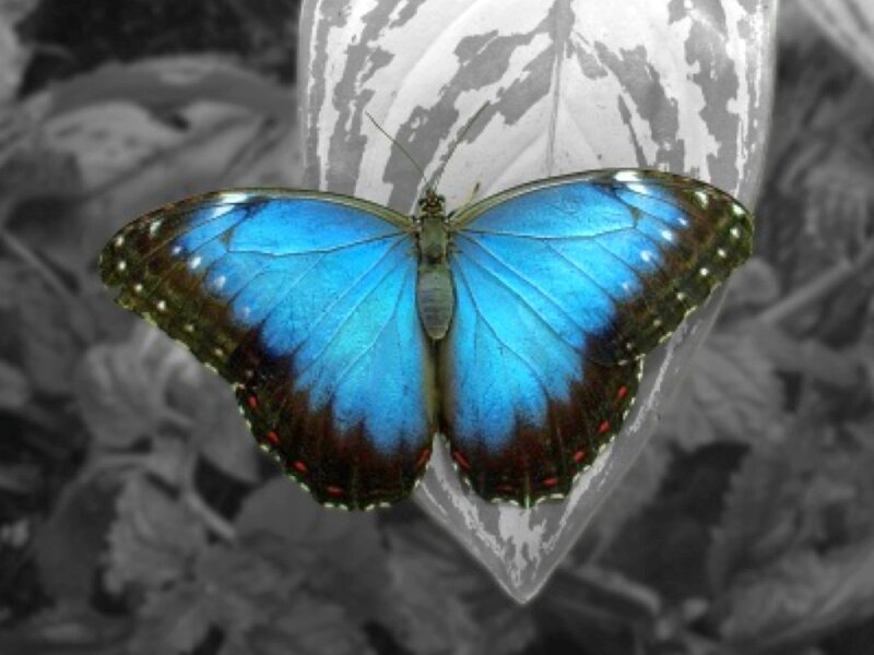 blue morpho butterfly
