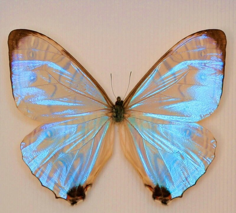 Blue morpho butterfly
