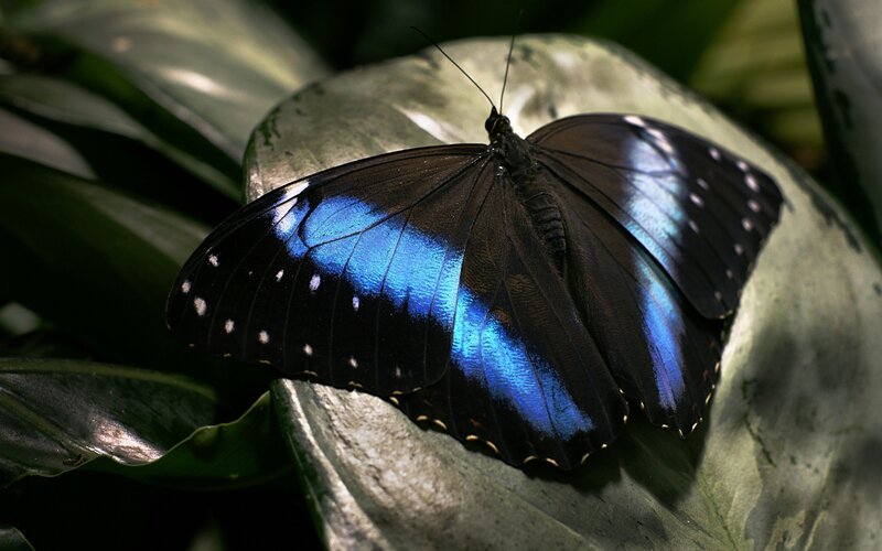 Blue Morpho Butterfly — Black, Natural