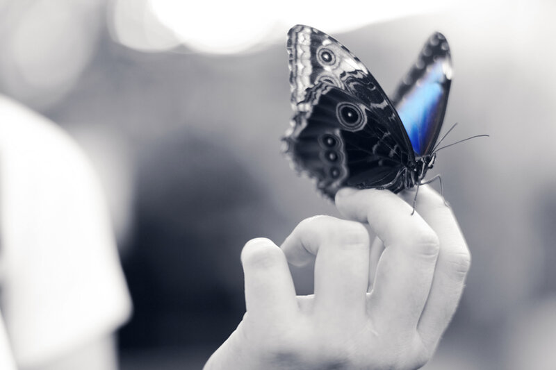 Blue Morpho Butterfly — Black