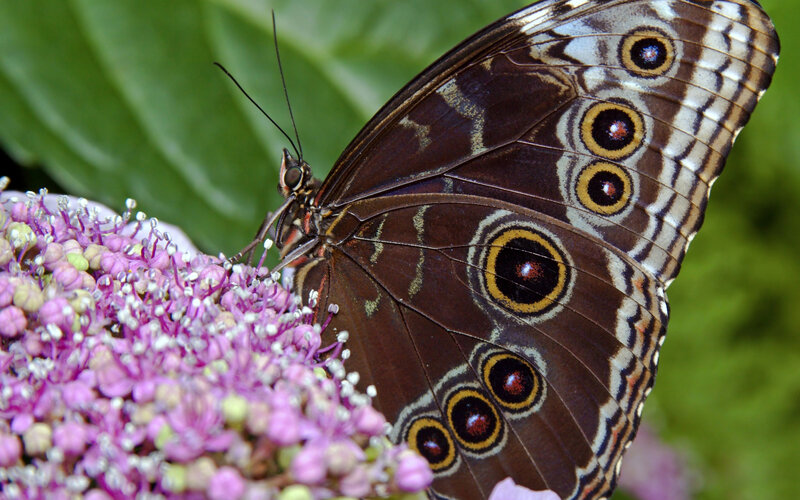 Blue Morpho Butterfly — Brown, Calm, Afternoon, Photograph