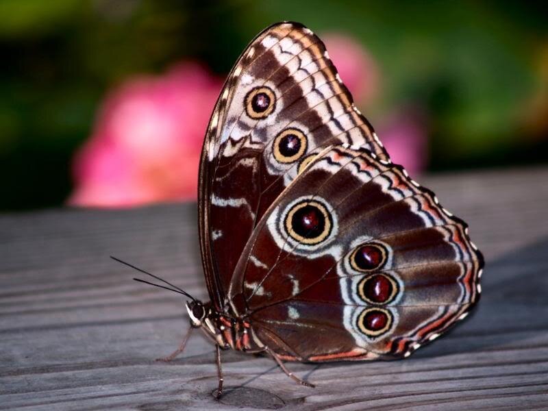 Blue Morpho Butterfly — Brown, Calm, Afternoon