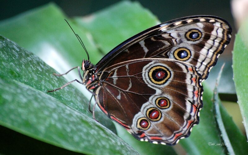 Blue Morpho Butterfly — Brown, Calm, Photograph, Green Leaf