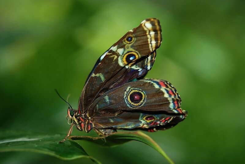 Blue Morpho Butterfly — Brown, Calm, Photograph, Leaf
