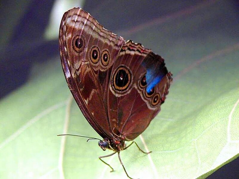 Blue Morpho Butterfly — Brown, Calm, Photograph