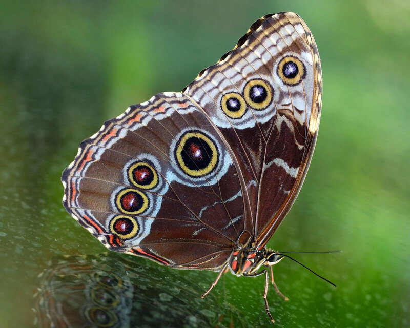 Blue Morpho Butterfly — Brown, Calm