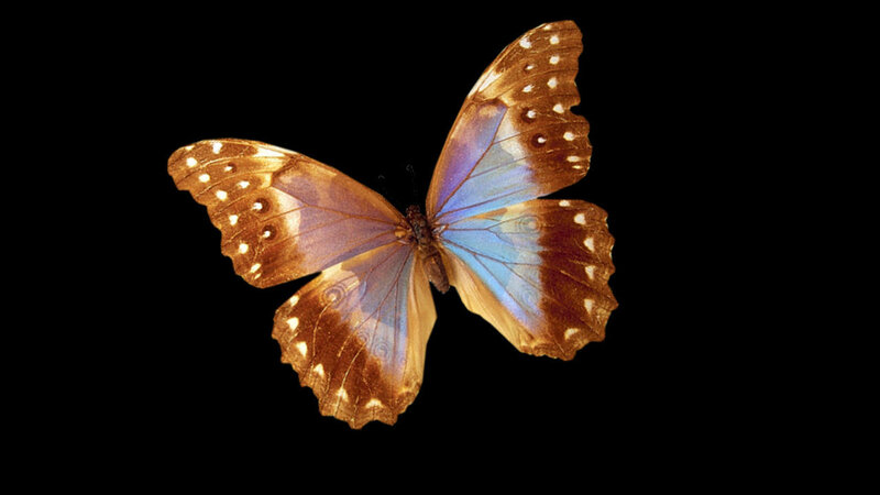 Blue Morpho Butterfly — Brown, Dramatic