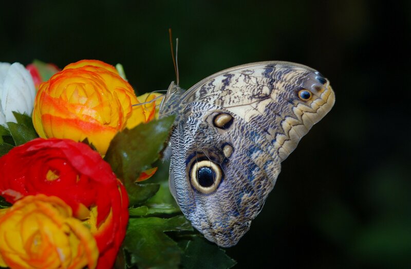 Blue Morpho Butterfly — Brown, Natural, Photograph, Flowers