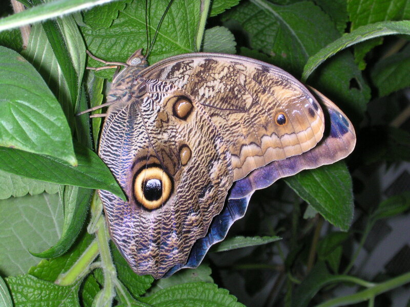 Blue Morpho Butterfly — Brown, Natural, Photograph, Green Leaves