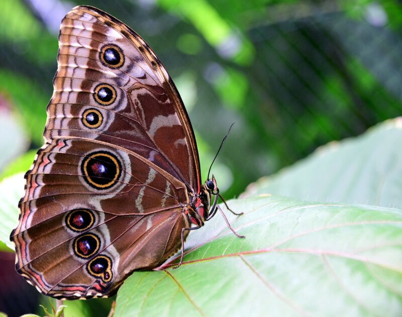 Blue Morpho Butterfly — Brown, Natural, Photograph, Leaf, Greenery