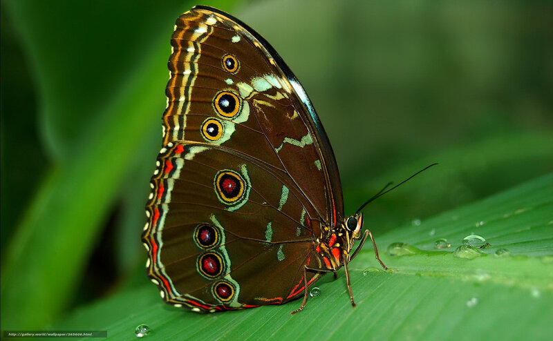 Blue Morpho Butterfly — Brown, Natural, Photograph, Leaf