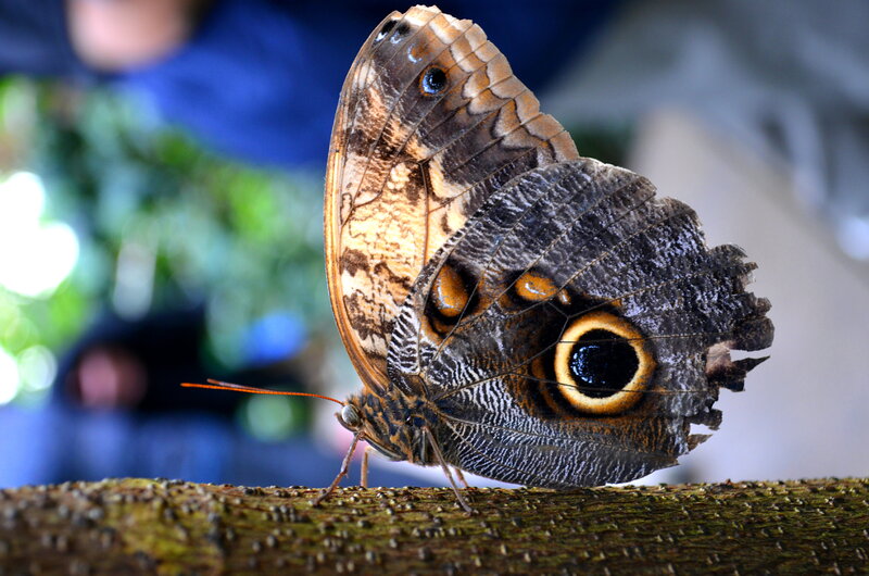 Blue Morpho Butterfly — Brown, Natural, Photograph