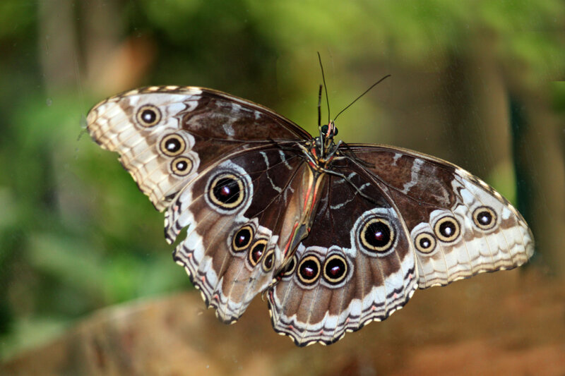 Blue Morpho Butterfly — Brown, Natural, Photograph, Wings