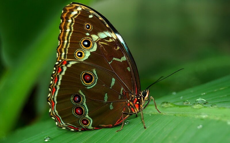 Blue Morpho Butterfly — Brown, Natural
