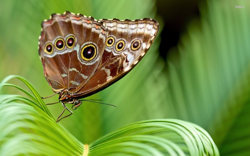 Blue Morpho Butterfly — Brown, Serene
