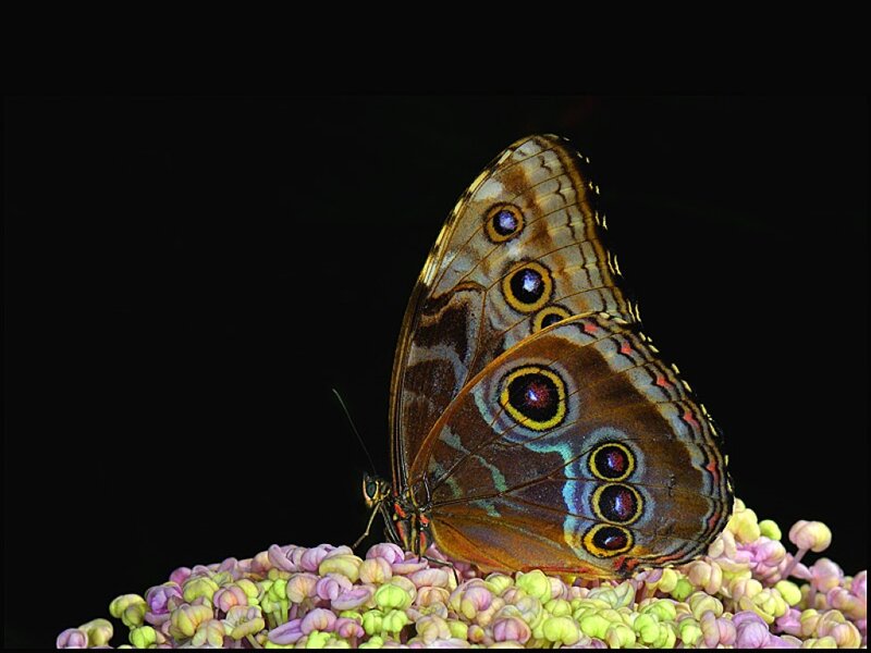 Blue Morpho Butterfly — Brown