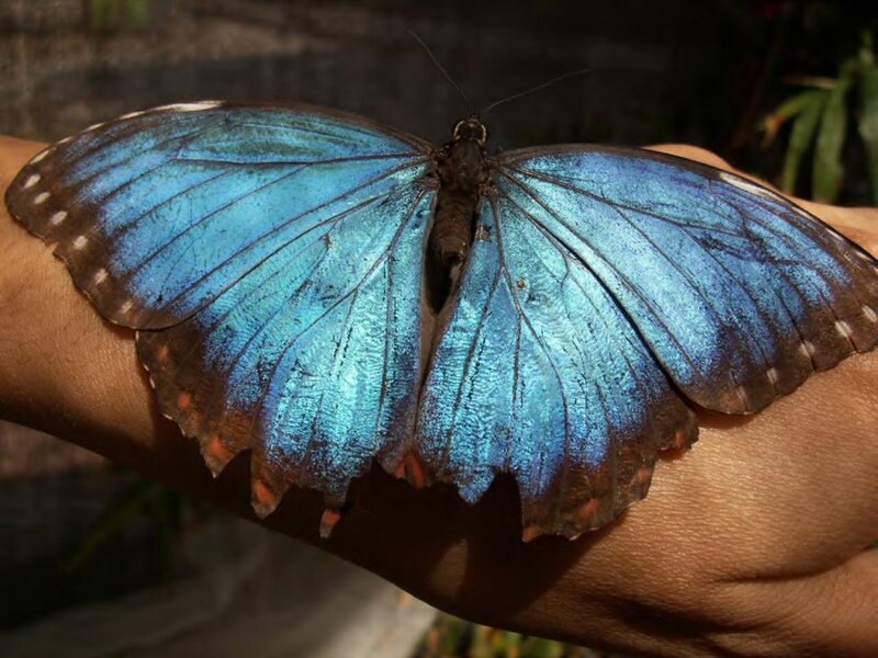 Blue Morpho Butterfly — Calm, Afternoon, Photograph, Hand