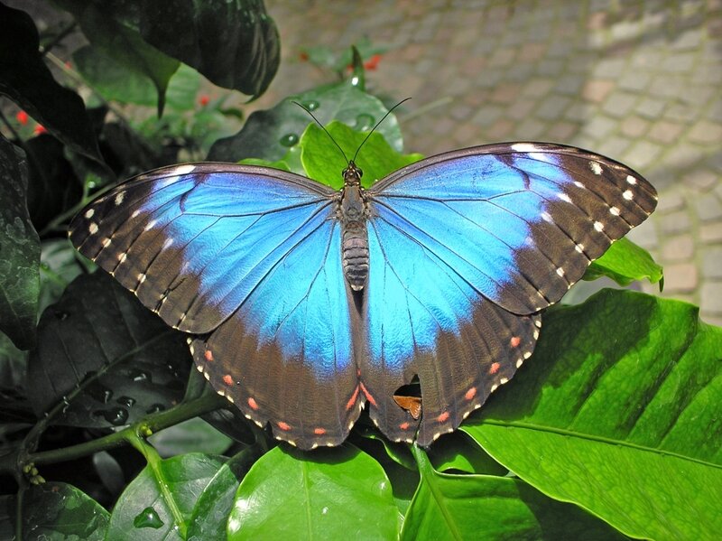 Blue Morpho Butterfly — Calm, Afternoon, Photograph, Leaf, Plant