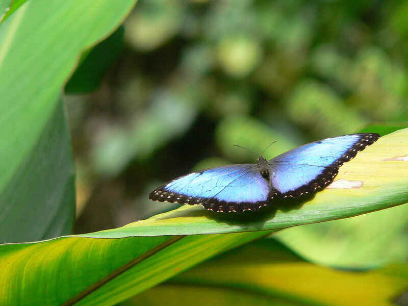 Blue Morpho Butterfly — Calm, Afternoon, Photograph, Leaf
