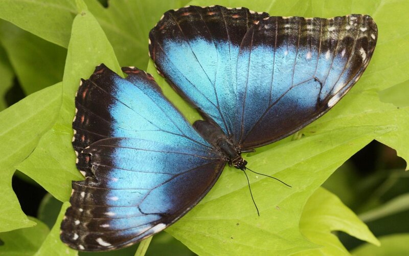 Blue Morpho Butterfly — Calm, Afternoon, Photograph, Leaf, Wings